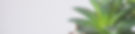 acupuncture-succulents-east-villagenyc