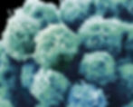 many green embryos