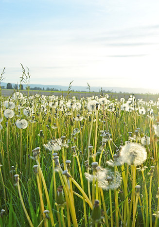 Dandelion field East Village Acupuncture New York, NY we treat allergies and asthma as well as many other conditions 