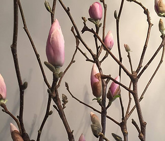 magnolias