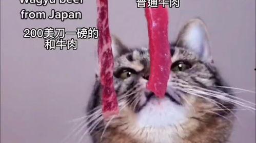 小猫吃瓜爆料视频,萌态可掬萌翻网友