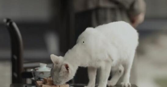 小猫吃瓜爆料视频,萌态可掬萌翻网友